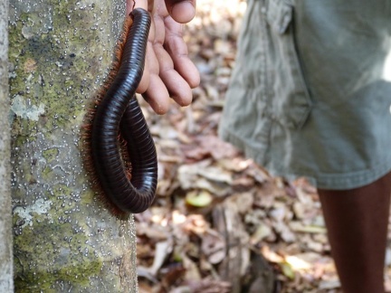 Giant Millipede