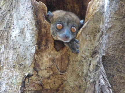 Ankarana Sportive Lemur