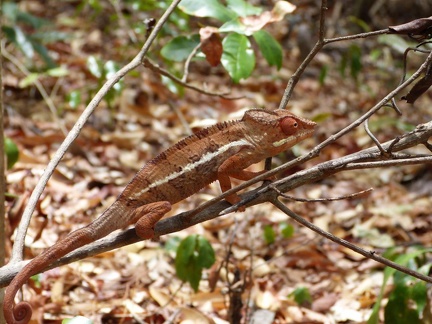 Panther Chameleon
