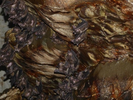 Fruit Bats in Lac Grotte de Chauve Souris Ankarana