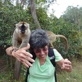 Tame Common Brown Lemurs
