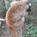 Look a Baby