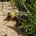 Lowland Streaked Tenrec