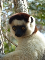 Verreaux's Sifaka