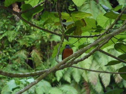 Ambre Mountain Rock Thrush