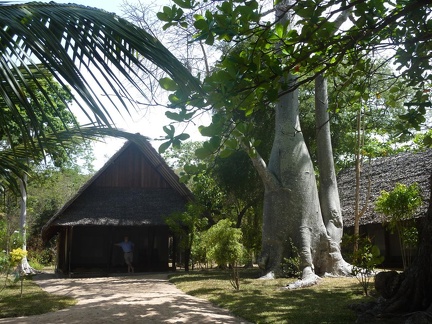 Our Lodge with Baobab Tree