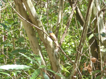 Female Paradise Flycatcher