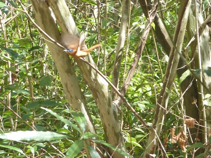 Flycatcher in Flight