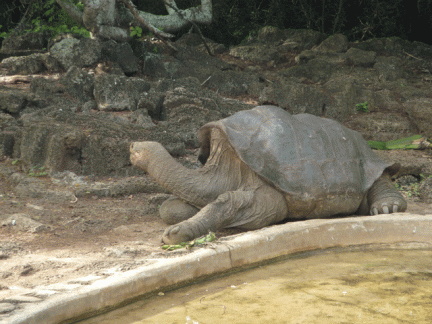Lonesome George