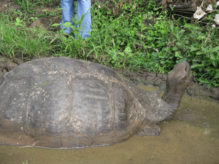 Tortoise relaxing in puddle