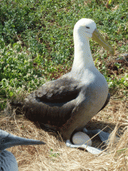 Albatross on egg