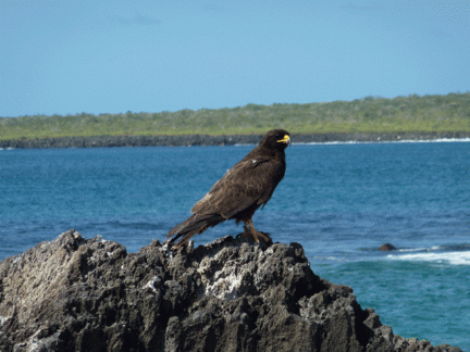 Galapagos Hawk