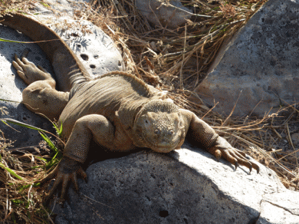 Another Land Iguana