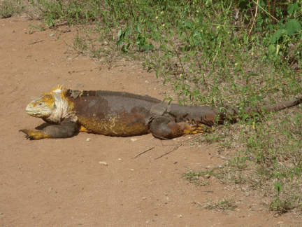 Yet another Land Iguana