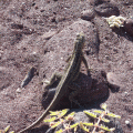 Lizard