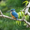 Common Kingfisher