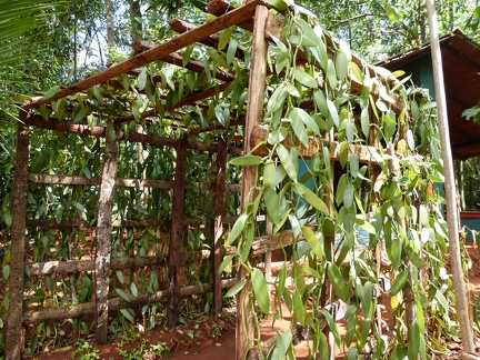 Vanilla Vine