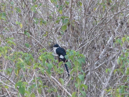 Magpie Robin