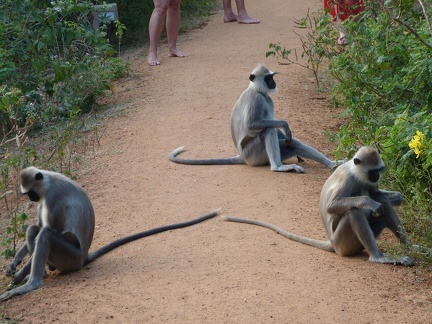 Gey Langurs not Bother by Us