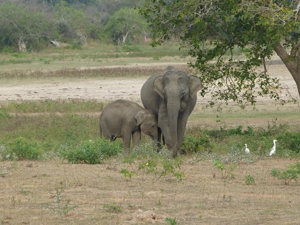 Mother & Baby