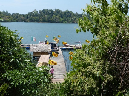 Tilapia Farm