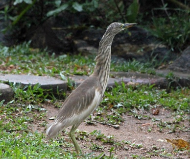 Indian Pond Heron