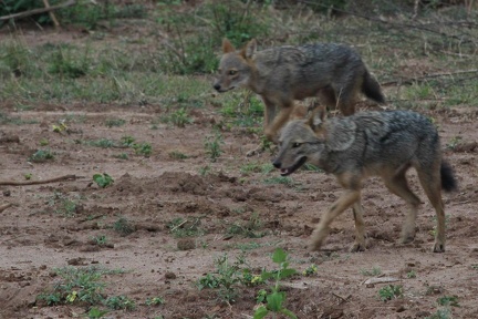 Pair of Jackals