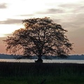 Tree on edge of Lake Kandalama