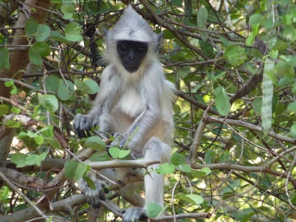 Young Grey Langur